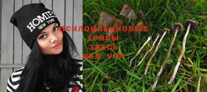 Псилоцибиновые грибы Magic Shrooms  Дудинка 